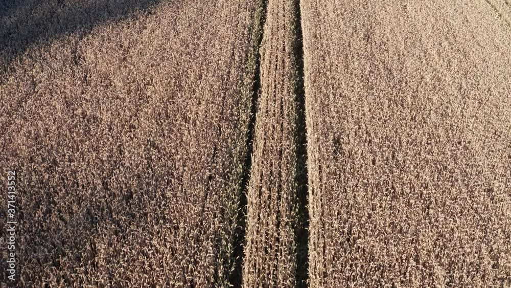Ein Weizenfeld mit linearem Zoom von unten nach Oben hoch in 4k