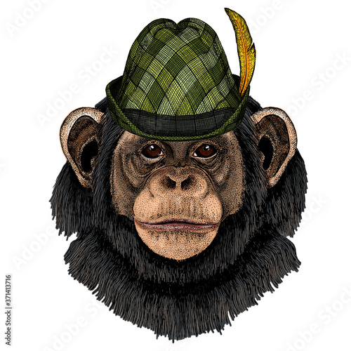 Chimpanzee, chimp portrait. Austrian bavarian tirol hat. Beer festival. Oktoberfest. Monkey face. Ape head.