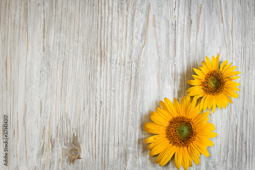 Fototapeta Naklejka Na Ścianę i Meble -  yellow sunflower flowers on a white wooden background