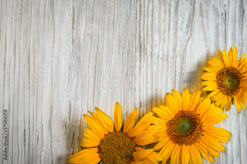 yellow sunflower flowers on a white wooden background