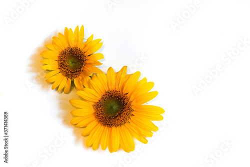 Fototapeta Naklejka Na Ścianę i Meble -  two yellow sunflower flowers on a white background