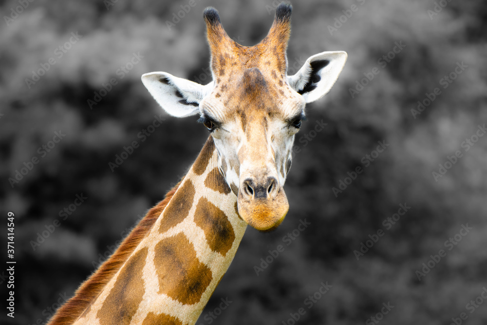 Fototapeta premium portrait of giraffe
