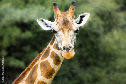portrait of a giraffe © Jason Bossers