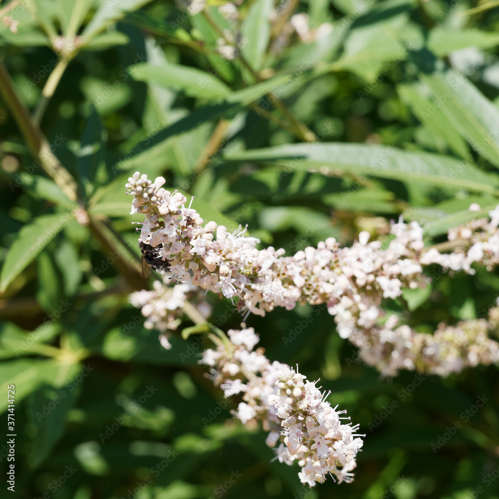 Vitex ou gattilier blanc (Vitex agnus-castus latifolia), arbuste à floraison blanc pur et feuillage décoratif et aromatique Vitex ou gattilier blanc (Vitex agnus-castus latifolia), arbuste à floraison blanc pur et feuillage décoratif et aromatique