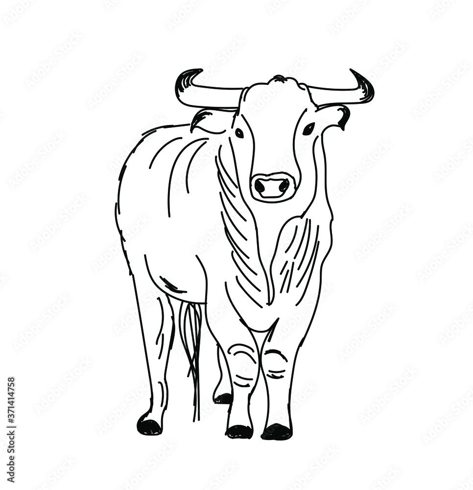 Fototapeta premium vector illustration freehand sketch animal bull on isolated background, sketch cattle, symbol of 2021