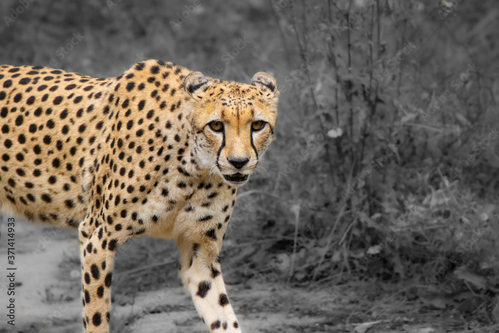 cheetah in the grass cheetah in the grass