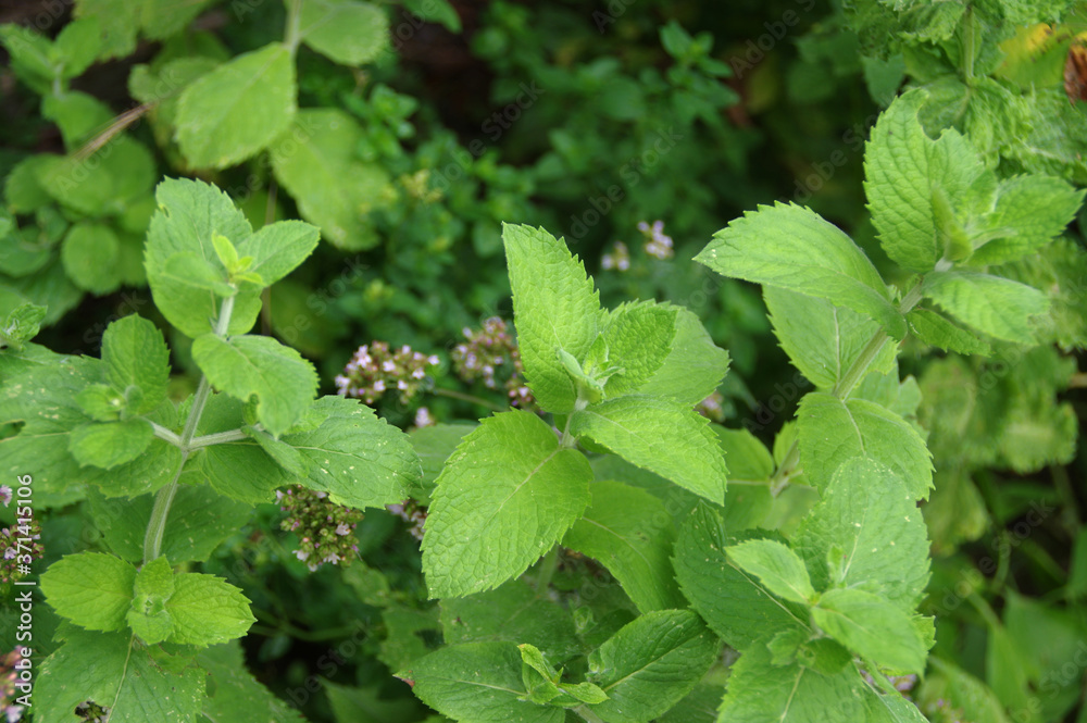 Mint with green leaves in the home garden. Fresh organic spice and herbs farming. Natural edible plants. Mint with green leaves in the home garden. Fresh organic spice and herbs farming. Natural edible plants.