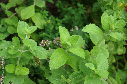 Wallpaper Mural Mint with green leaves in the home garden. Fresh organic spice and herbs farming. Natural edible plants. Torontodigital.ca