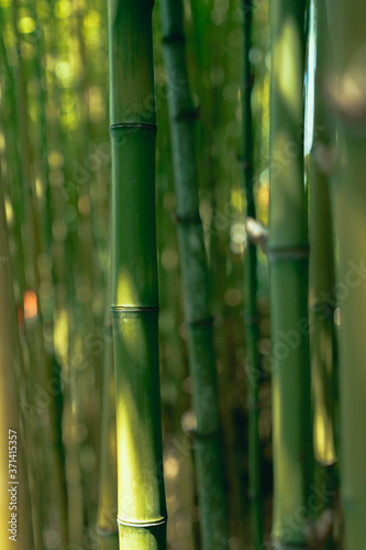 Bambus auf Madeira