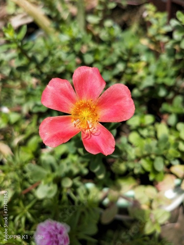 pink flower in the garden