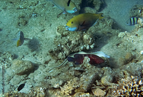 Morning scene from life of exotic fish inhabiting coral reefs at the Red Sea, Middle East