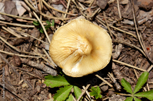  small mushroom in the forest