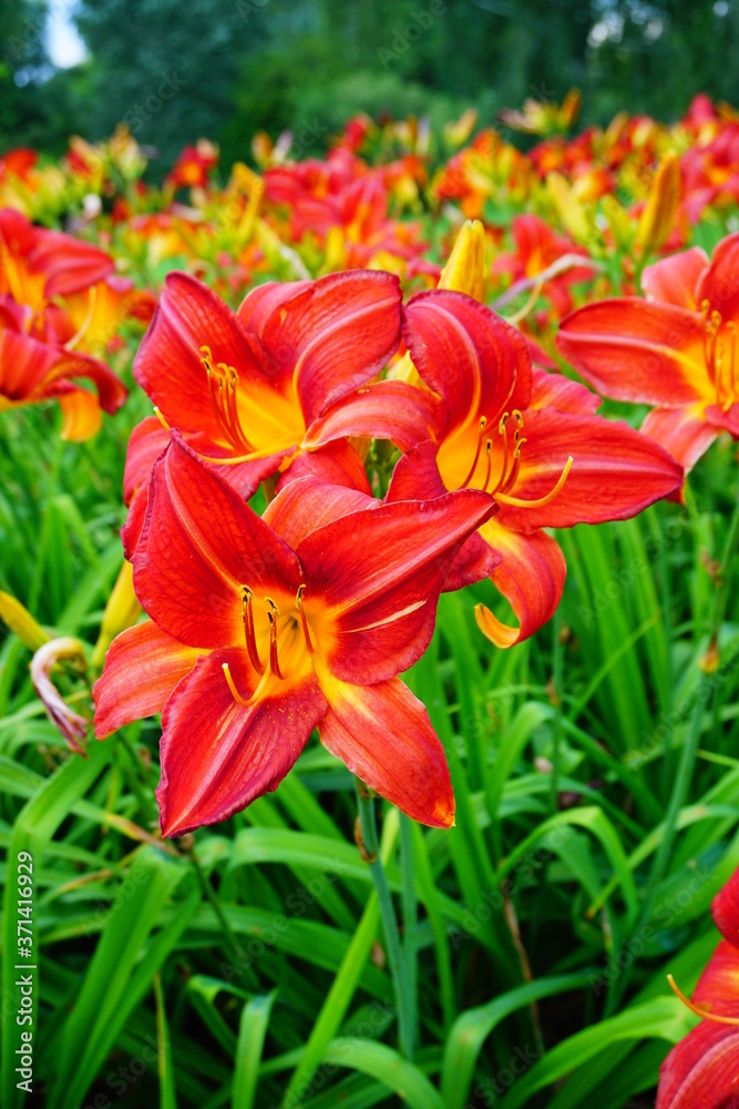 Flowering Day-lily flowers (Hemerocallis flower), closeup in the sunny day. Hemerocallis fulva. The beauty of decorative flower in garden - Selectice focus Flowering Day-lily flowers (Hemerocallis flower), closeup in the sunny day. Hemerocallis fulva. The beauty of decorative flower in garden - Selectice focus