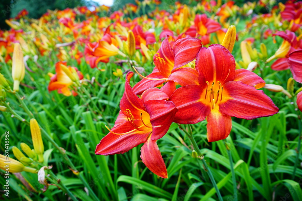 Flowering Day-lily flowers (Hemerocallis flower), closeup in the sunny day. Hemerocallis fulva. The beauty of decorative flower in garden - Selectice focus Flowering Day-lily flowers (Hemerocallis flower), closeup in the sunny day. Hemerocallis fulva. The beauty of decorative flower in garden - Selectice focus