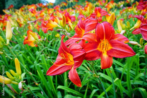 Flowering Day-lily flowers (Hemerocallis flower),  closeup in the sunny day. Hemerocallis fulva. The beauty of decorative flower in garden - Selectice focus photo