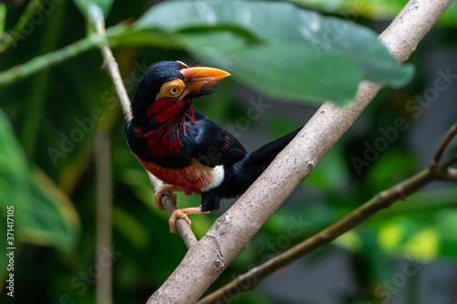 A bearded barbet (Lybius dubius) or an African barbet perched in rainforest tree looking around. photo