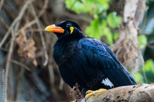 A common hill myna (Gracula religiosa), sometimes spelled 