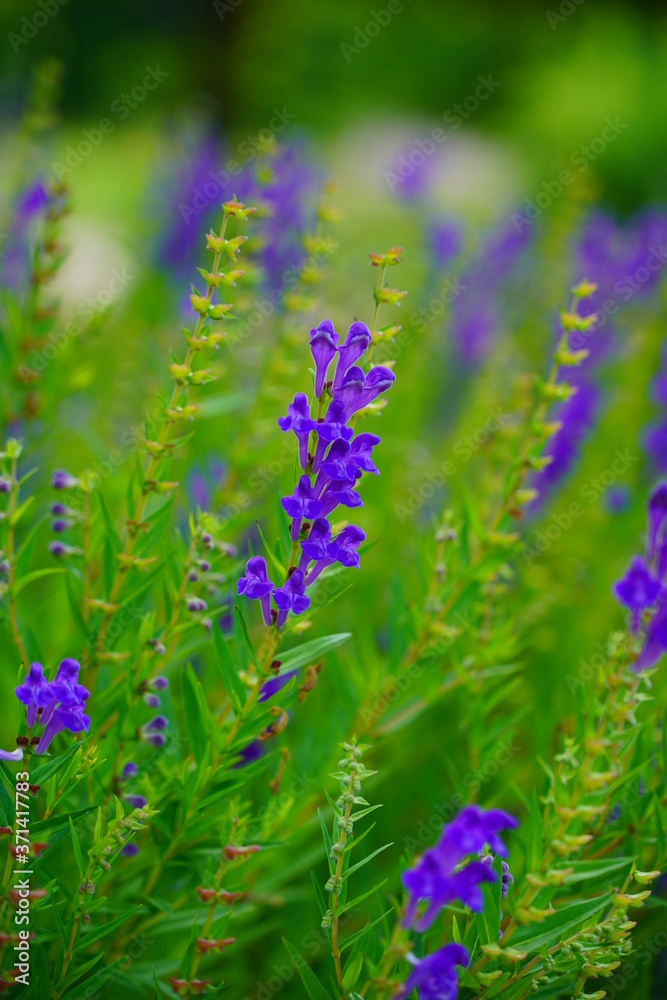 Obraz premium Baikal skullcap( Scutellaria baicalensis) - Traditional medicine, Chinese medicine - soft focus , 