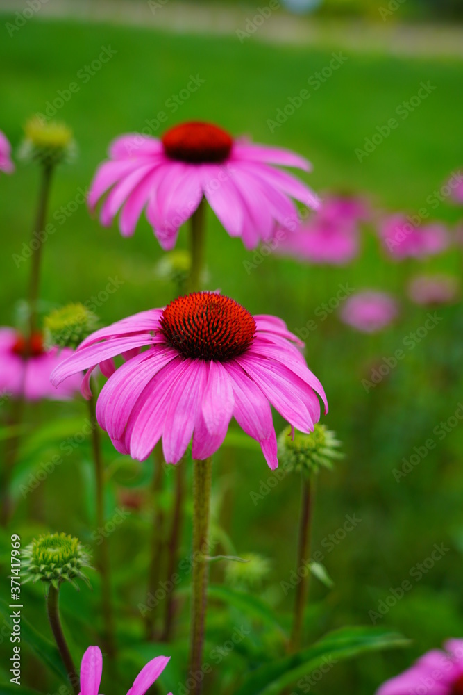 Fototapeta premium Echinacea purpurea - pink coneflower flower in the glow of the setting sun