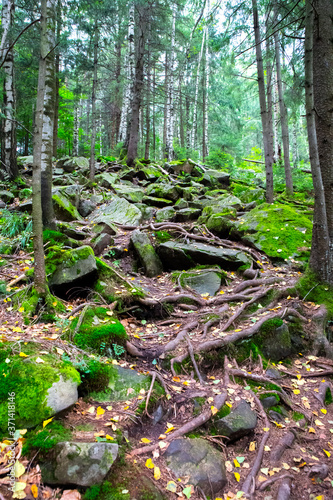 Roots of trees in moss in mountains. Road from stones. Beautiful nature textures. Wild forest.