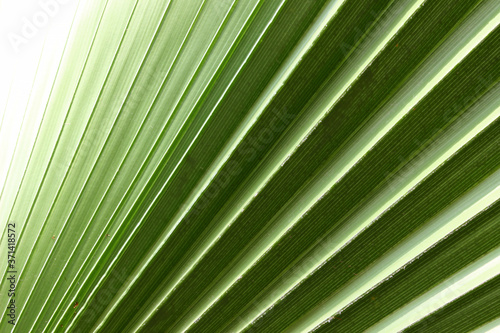 close-up green palm leaf background