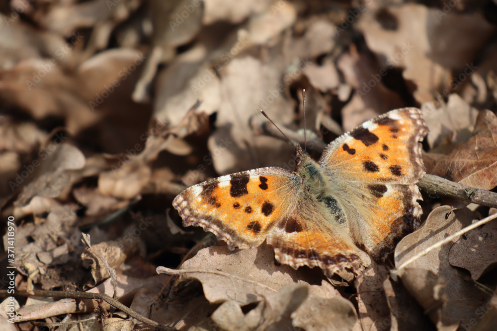 Macro Aufnahme eines Schmetterlings im Herbst Macro Aufnahme eines Schmetterlings im Herbst