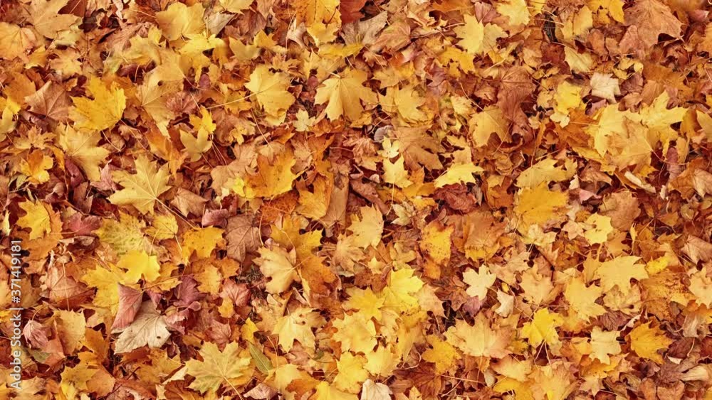 Seamless loopable background from autumn leaves Seamless loopable background from autumn leaves