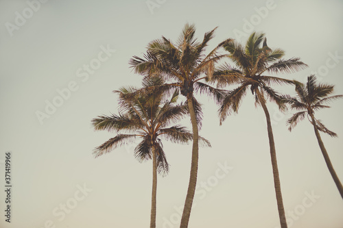 retro style palm trees image vintage old fashioned colour tropical ocean beach side summer