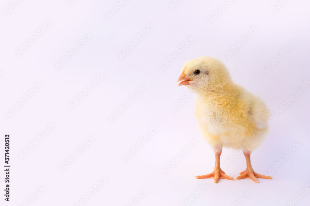 small yellow chicken on a light background