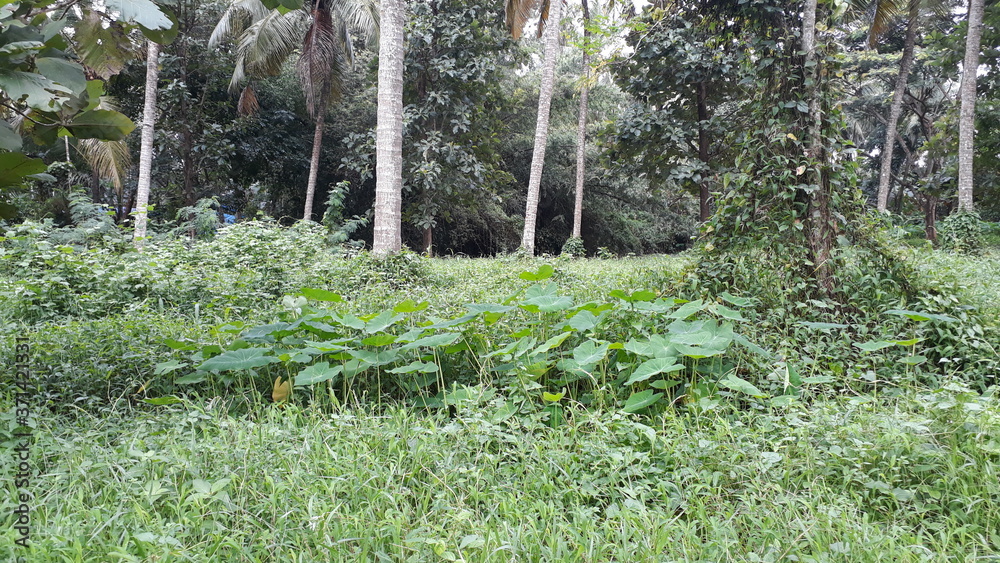 Its an natural pictures that from the middle east of kerala in India Its an natural pictures that from the middle east of kerala in India