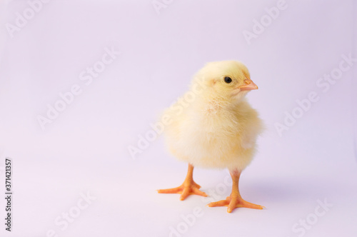 small yellow chicken on a light background