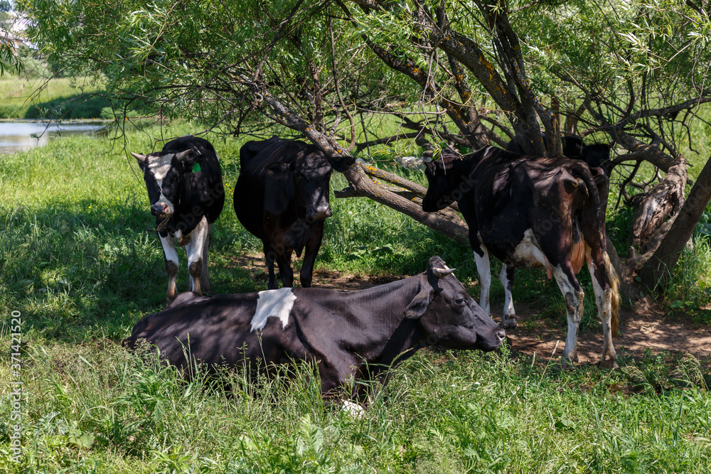 A herd of cows is resting in the shade of a tree in a meadow near the river. A herd of cows is resting in the shade of a tree in a meadow near the river.