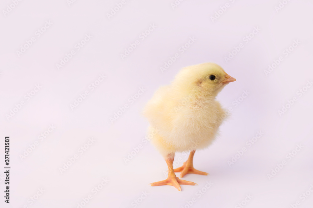 small yellow chicken on a light background small yellow chicken on a light background