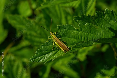 Close up image of a yellow green locust with brown eyes sitting on a nettle leaf on a sunny summer day. Blurry green background.