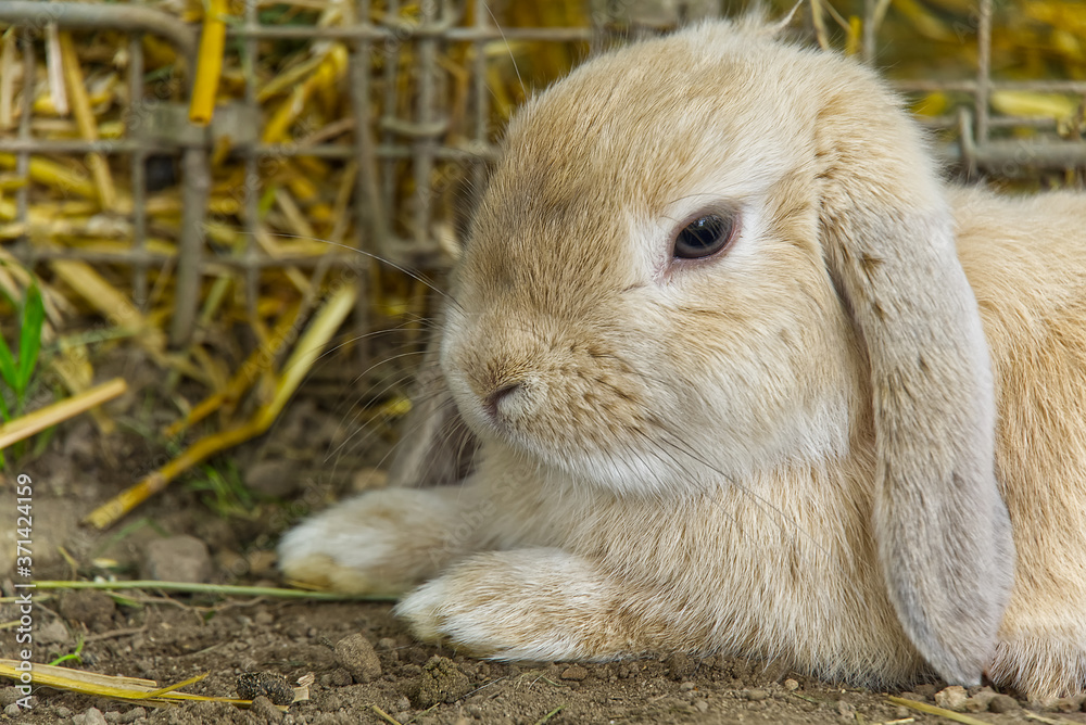 Cute fluffy rabbit in the hay. Gray rabbit on Dry Grass. Cute fluffy rabbit in the hay. Gray rabbit on Dry Grass.