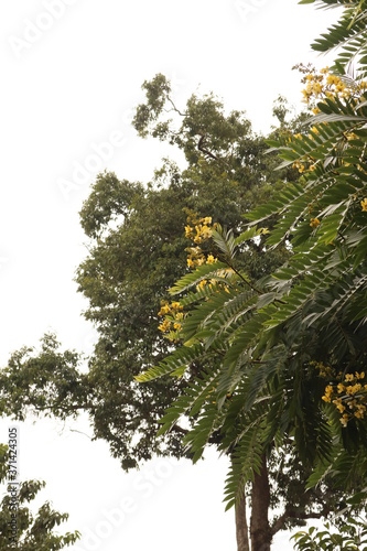 pine tree in the forest