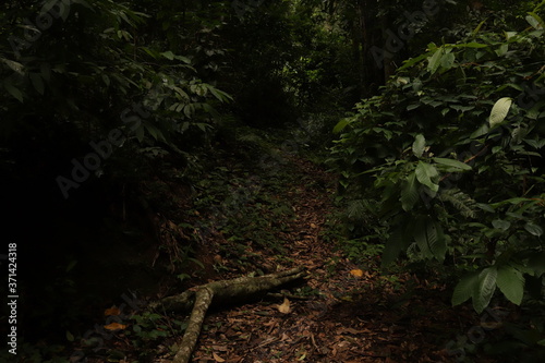 rain forest in the morning