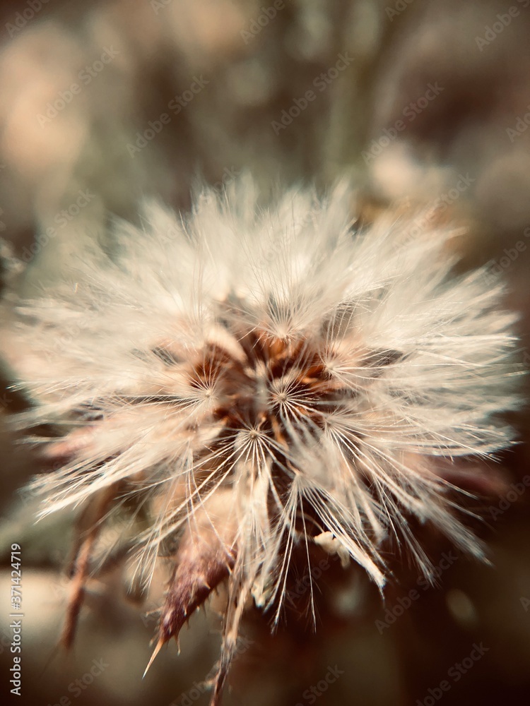 dandelion seed head