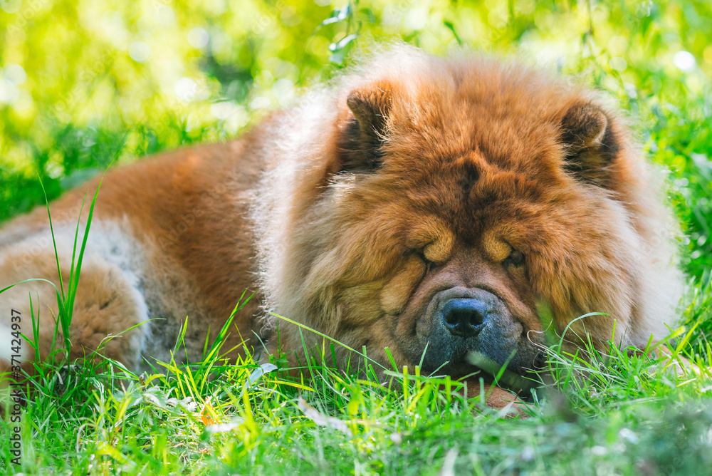 Portrait of a dog, Chinese breed Chow chow. Sleeping on the grass.