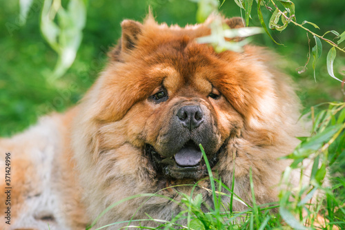 Portrait of a dog, Chinese breed Chow chow. Lying on the grass. © Serhii Khomiak