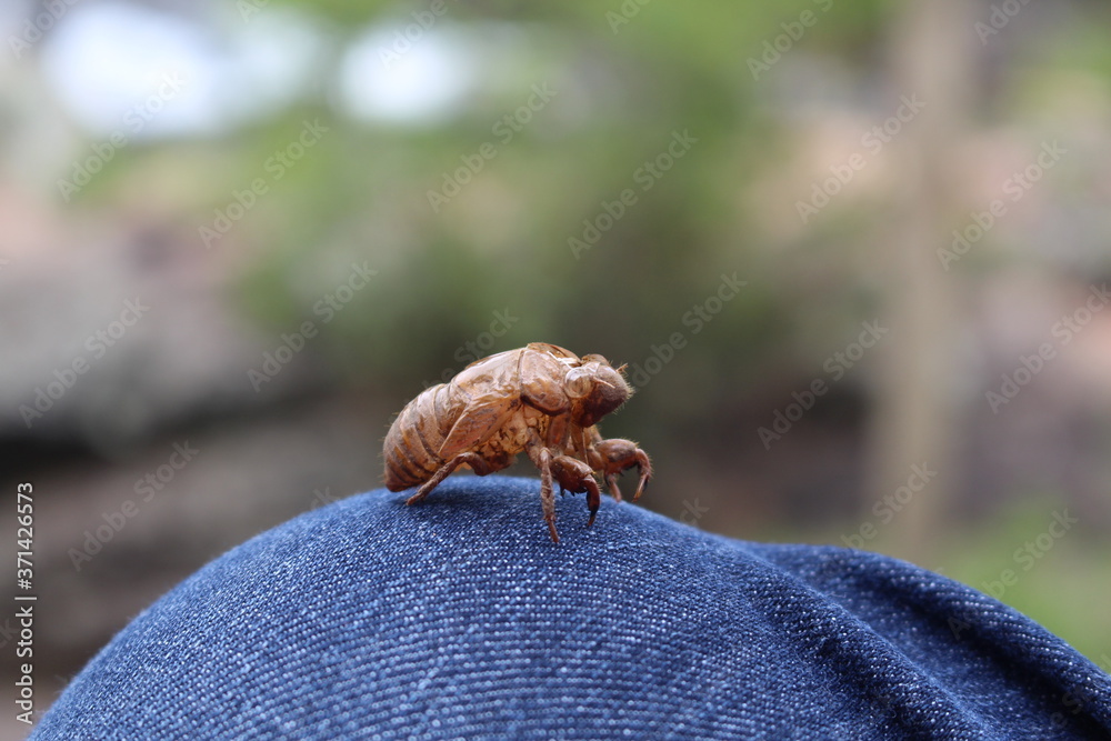 BUG cicada Ecdysis changing Skin
