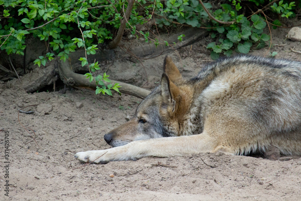 Gray wolf resting in nature during summer. Wild animal Gray wolf resting in nature during summer. Wild animal