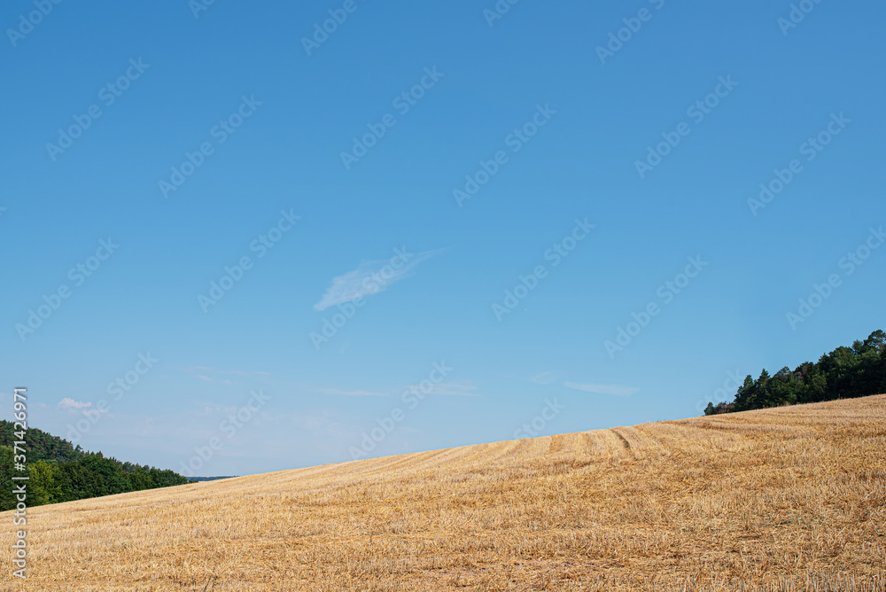 harvested wheatfield in hilly landscape against clear blue summer sky
