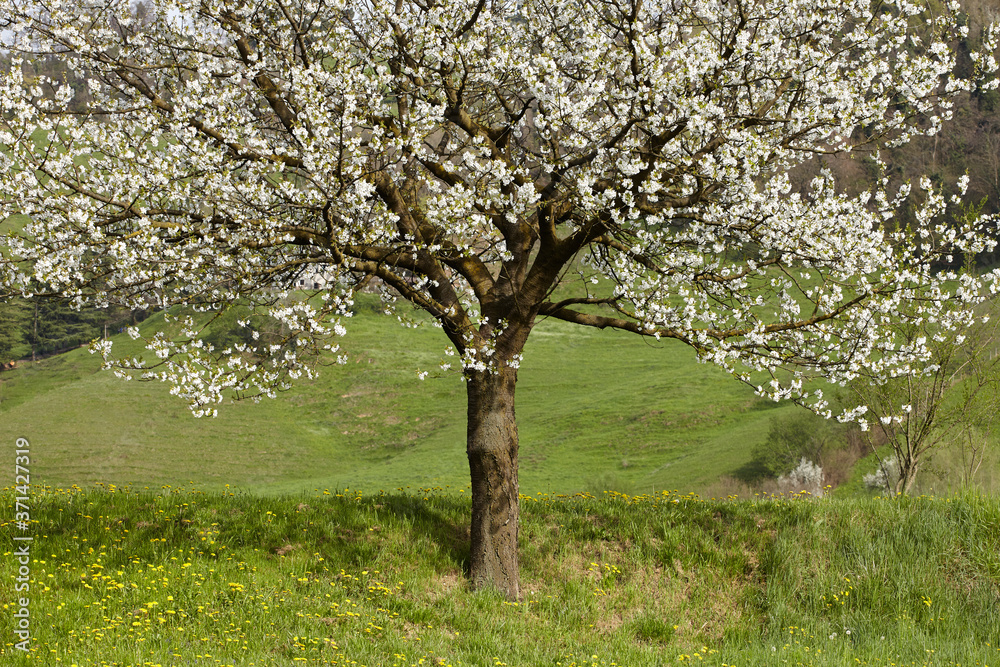 Blooming cherry tree