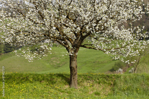 Blooming cherry tree