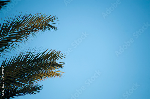 palm trees with blue sky, space for text