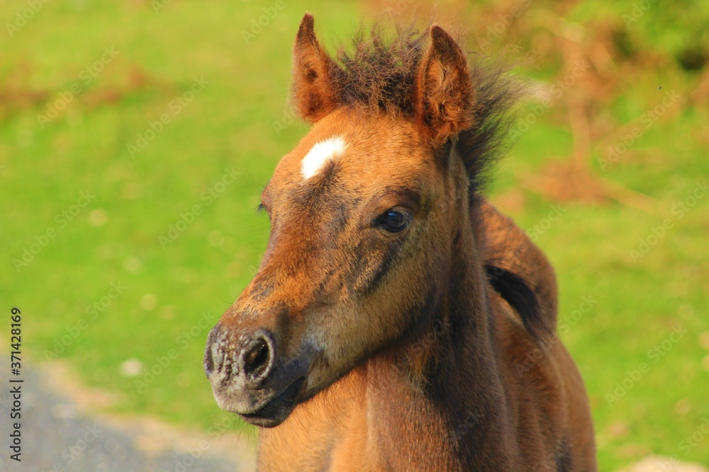 Dartmoor Pony Foal