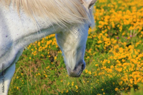 White Dartmoor Pony