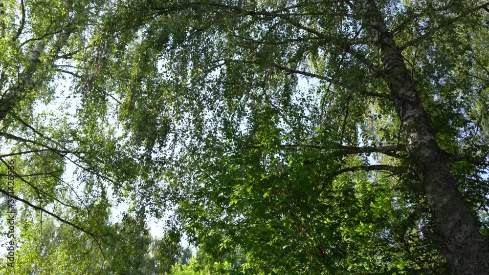 Beautiful sunny summer green leafy forest in countryside Beautiful sunny summer green leafy forest in countryside