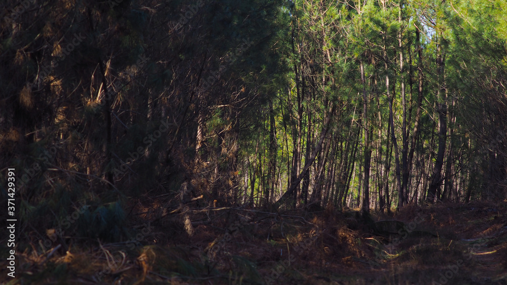 Obraz premium La forêt de jeunes pins, très calme en hiver